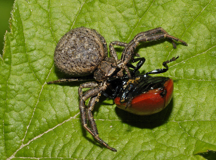 Xysticus sp.